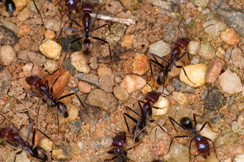 Iridomyrmex_purpureus_D7115_Z_88_Camping near sewage_Australie.jpg